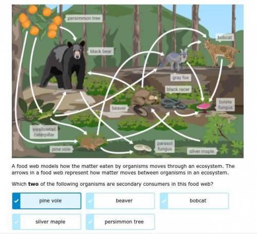 Below is a food web from Shenandoah National Park, a forest ecosystem in Virginia. A food web model