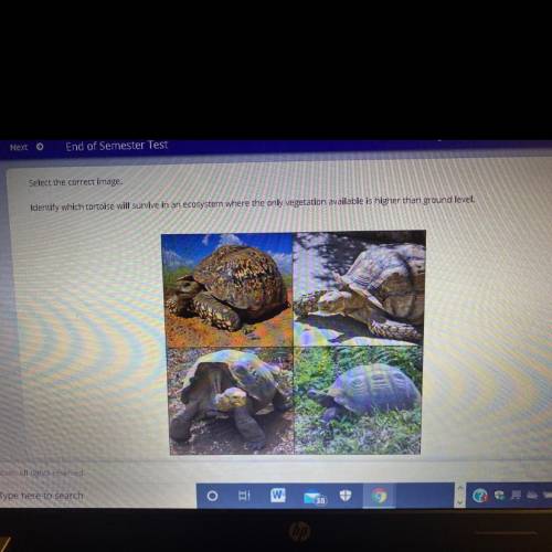 Select the correct image. Identify which tortoise will survive in an ecosystem where the only veget