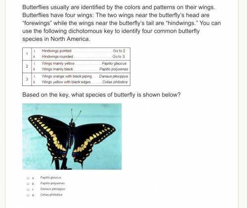 Butterflies usually are identified by the colors and patterns on their wings. Butterflies have four
