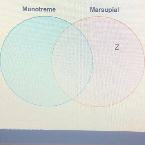 Zoe drew a diagram to compare monotreme and marsupial mammals. Which label belongs in the area mark