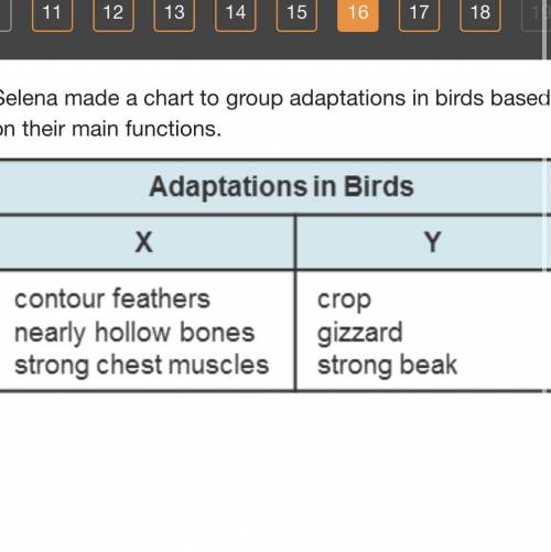 Selena made a chart to group adaptations in birds based on their main functions. Which functions sh