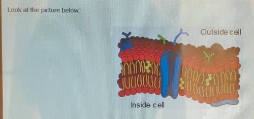 What macromolecules make up most of the structure that is shown?

A. carbohydratesB. lipidsC. nucl