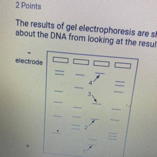 The results of gel electrophoresis are shown below. What can you determine

about the DNA from loo