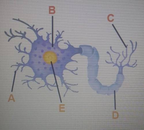 Complete the statements below by choosing the correct

part of the neuron from the drop-down menus