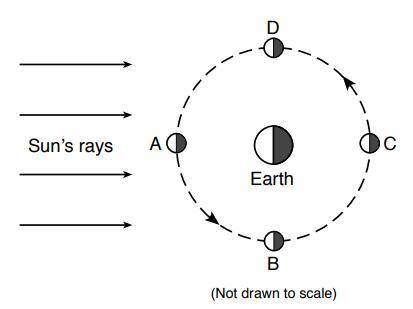 The letters A, B, C, and D represent four positions of the Moon in its orbit around Earth. The nigh