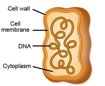 The diagram shows a certain kind of cell with all of its major parts labeled. Which statement is su