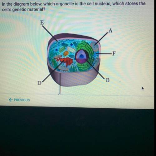 In the diagram below, which organelle is the cell nucleus, which stores the

cell's genetic materi