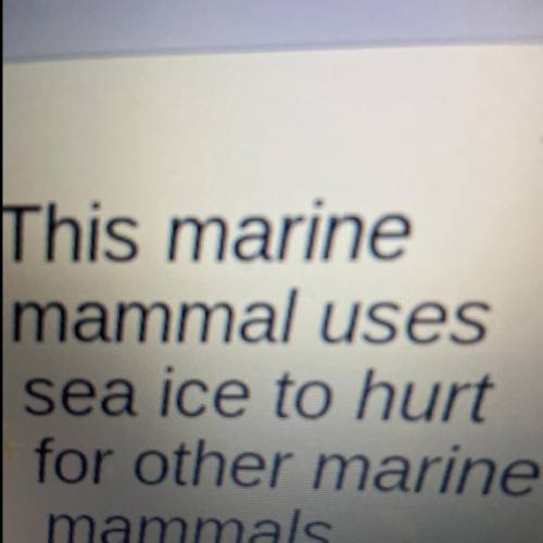 This marine

mammal uses
sea ice to hurt
for other marine
mammals
It’s a scavenger hunt plssss