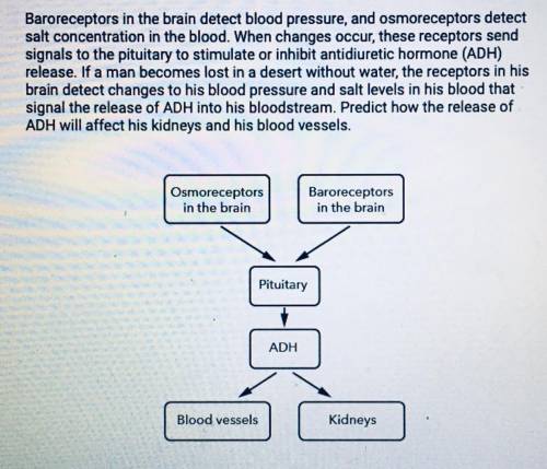 A. Water excretion by kidneys and vasoconstriction of blood vessels

B. Water reabsorption by kidn