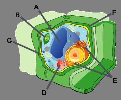 Identify the organelles in the cell to the right. A B C D E F