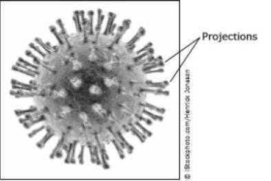 A photograph of a virus is shown below. The projections on the surface of this virus allow the viru