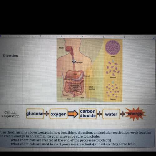 Use the diagram above to explain how breathing,digestion,and cellular respiration work together to