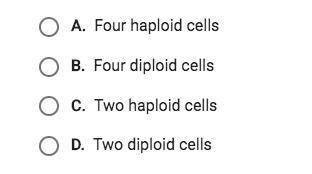 What is the product of meiosis ii