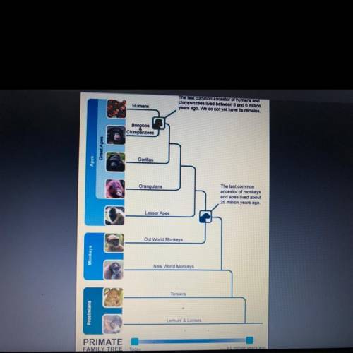 Click on the link below to see the primate family tree diagram. Which of the

following statements