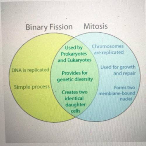 The Venn diagram below shows similarities and differences between binary fission and mitosis. What
