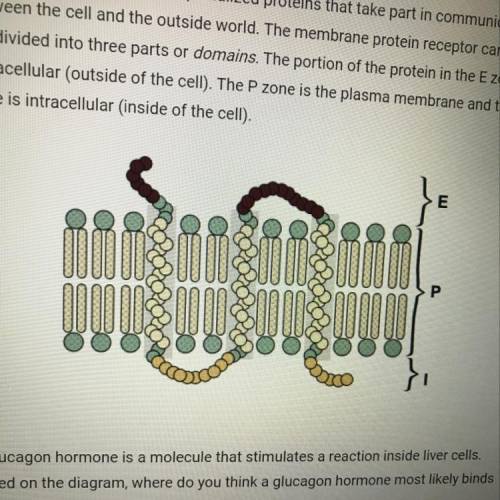5. Membrane receptors are specialized proteins that take part in communication

between the cell a
