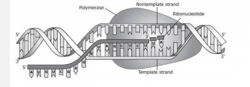 A section of a nucleic acid is shown below. The process represented in the diagram produces a molec