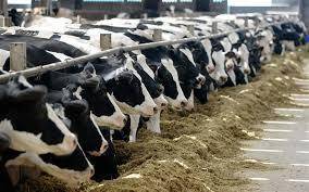 This is a picture of cattle rearing. What do you want to know?