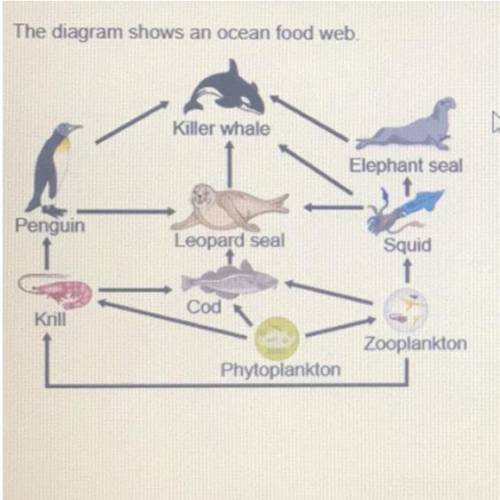Witch organism is primary consumers?
O krill
O elephant seal
O squid
O penguins