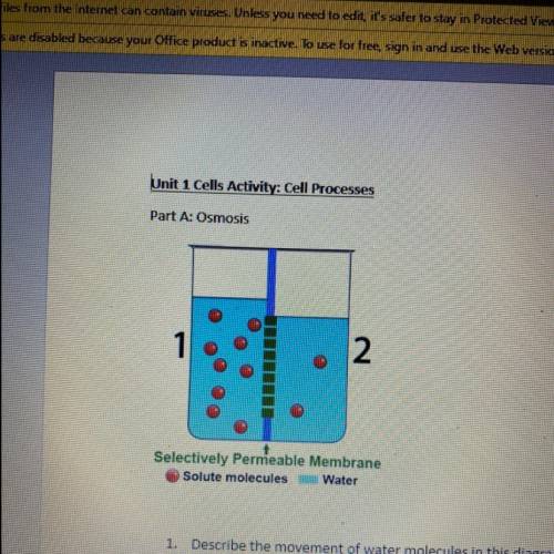 Describe the movement of water molecules in this diagram and identify the state of the solution. Ex