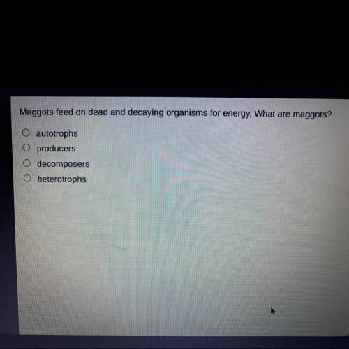Maggots feed on dead and decaying organisms for energy. what are maggots