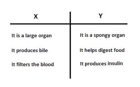 Joy created a T-chart to compare two human body organs and labeled them as X and Y. Which two organ