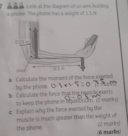 Explain why the force exerted by the muscle is much greater than the weight of the phone