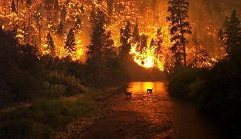 Choose Appropriate Language Animals standing in a river during a forest fire. Select words that des
