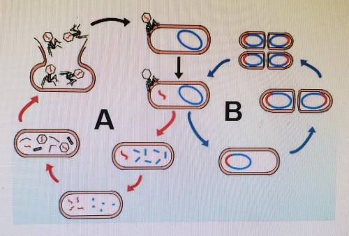 Which viral replication cycle is represented in part A of this diagram?

O A. Dormant cycleOB. Rep