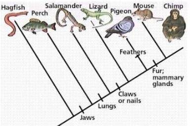 On the cladogram, circle the node that represents the most recent common ancestor of the pigeon, mo