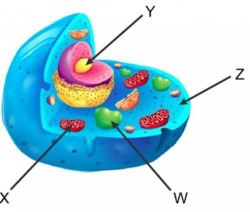 Use this diagram of an animal cell to answer the question. Where does the second stage of cellular