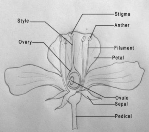 Draw a neat diagram of a flower and label its parts.What is a complete flower?​