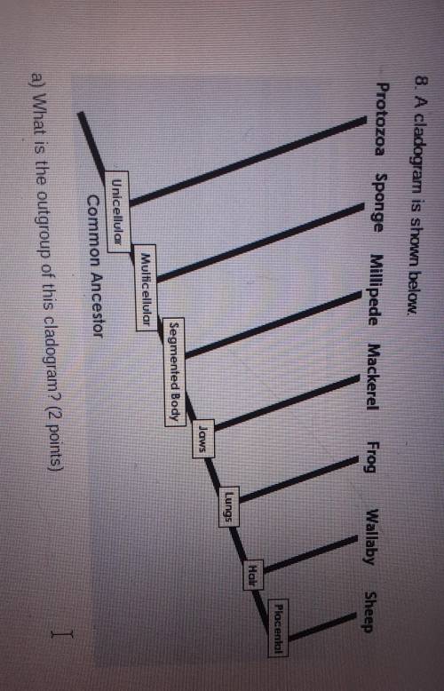 What is the out group of this cladogram
