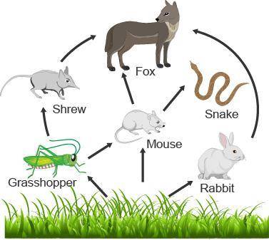 Which two organisms in the food web are primary consumers? fox and rabbit rabbit and grasshopper sh