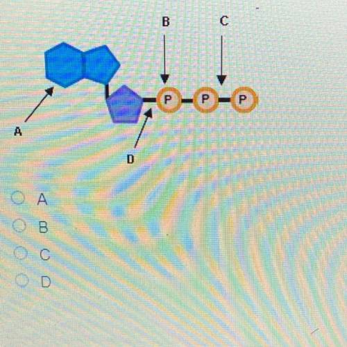 Which label identifies the part of the ATP molecule that changes when energy is released in the cel