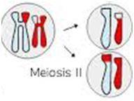 The picture to the right shows Meiosis 2, which is responsible for creating: A. Haploid daughter ce