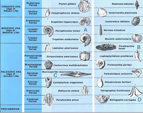 In the following diagram, four different index fossils are labeled:

In this diagram, from top to