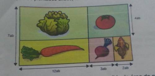 Observe how the land division was planned for the preparation of a vegetable garden.

In it, lettu