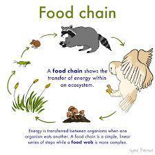 Identify the pattern in the food chains you have described​