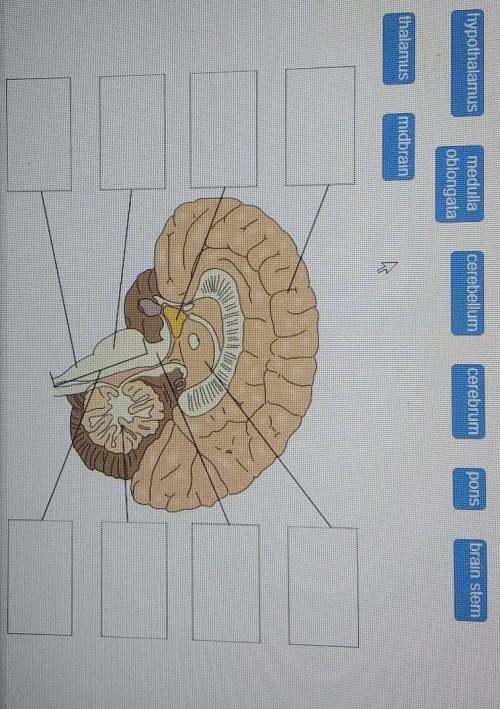 Drag each label to the correct location on the diagram.

Label the parts of the brain.hypothalamus