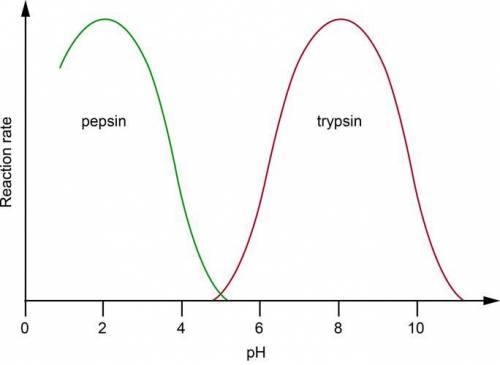 Describe and explain the effect of pH on the 2 enzymes shown in the graph, including why the have d