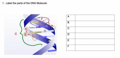 Label the parts of the DNA Molecule