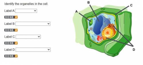 Identify the organelles in the cell. Label A Label B Label C Label D