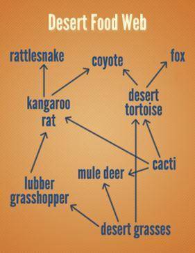 In the desert food web shown below, which of the following best describes the transfer of energy be