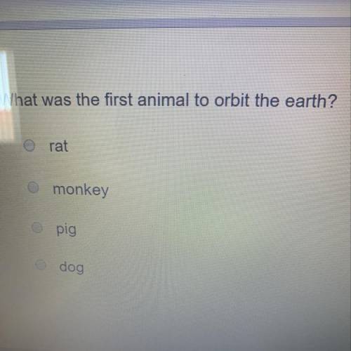 What was the first animal to orbit the earth?
rat
monkey
pig
dog