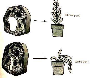 The image below shows the cells in a plant before and after it has wilted. Which explanation BEST d