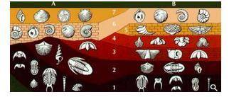 I NEED HELP!! Please identify what the diagram illustrates. A. Fossil Correlation B. Uniformitarian