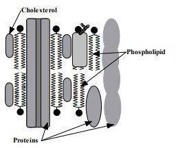 The drawing below illustrates a small portion of the molecules that make up a cell membrane. What i