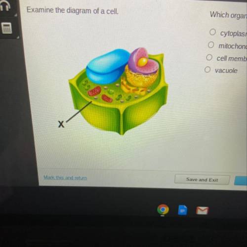 Examine the diagram of a cell

Which organelle is marked with an X?
O cytoplasm
O mitochondrion
O