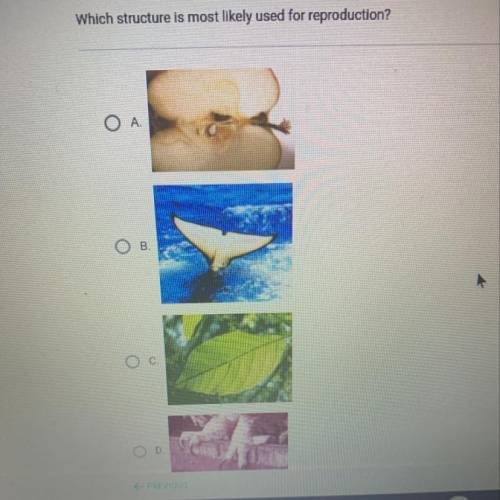 Which structure is most likely used for reproduction?
OA
ОВ.